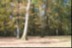 2016-10-31 VIGNOUX en automne (10)
